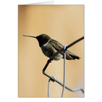 Hummingbird cards