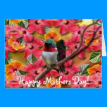 Hummingbird Haven Happy Mothers Day Card cards