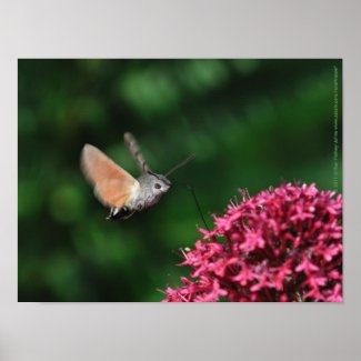 Hummingbird hawk-moth hovering poster