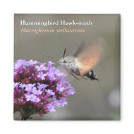 Hummingbird Hawk-moth magnet magnet