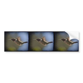 Hummingbird in Flight Bumper Stickers