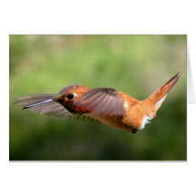 Hummingbird in Flight - Cards