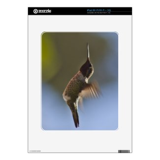 Hummingbird in Flight Decal For Ipad