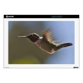 Hummingbird in Flight Laptop Decal
