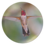 hummingbird in flight party plates