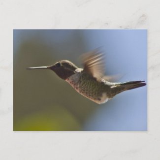 Hummingbird in Flight Postcard