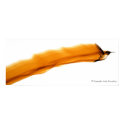 Hummingbird in Flight posters by Pixel1 Hummingbird in Flight posters