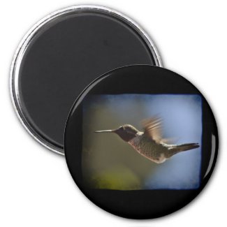 Hummingbird in Flight Refrigerator Magnets