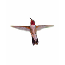 Hummingbird in Flight t-shirts by WorldDesign Hummingbird in Flight t-shirts