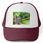 Hummingbird in Jungle Photo hats
