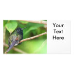 Hummingbird in Jungle Photo Photo Greeting Card