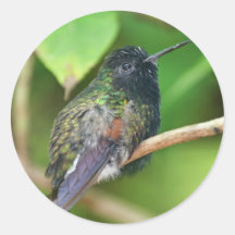 Hummingbird in Jungle Photo Round Stickers