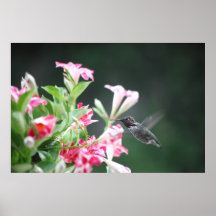 hummingbird in mandevilla print
