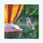Hummingbird in Motion magnets