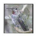 Hummingbird in my backyard. magnets by Congress_Arizona Hummingbird in my backyard. magnets