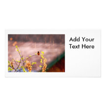 Hummingbird in Rain Shower Personalized Photo Card