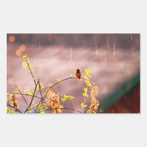 Hummingbird in Rain Shower Rectangle Stickers