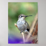 Hummingbird in the Princess Tree Poster
