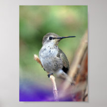 Hummingbird in the Princess Tree Poster