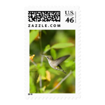 Hummingbird in Wildflowers postage by JPKWILD Hummingbird in Wildflowers postage