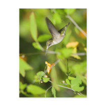 Hummingbird in Wildflowers postcards