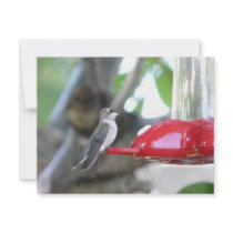 hummingbird invitations
