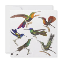 Hummingbird Invitation - 6 Beautiful Hummingbirds