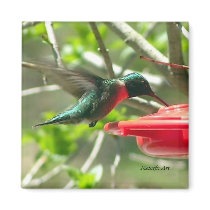Hummingbird Magnet