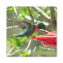Hummingbird Magnet