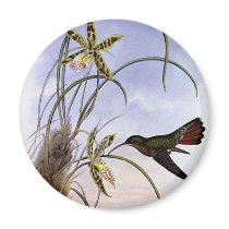 Hummingbird magnets