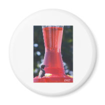 HummingBird Fridge Magnet