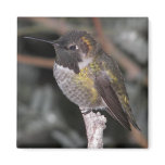 Hummingbird. Magnets