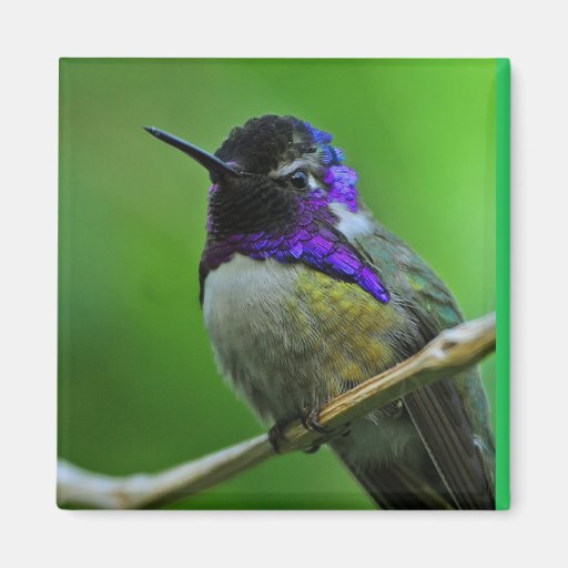 hummingbird magnet zazzle hummingbird magnet zazzle