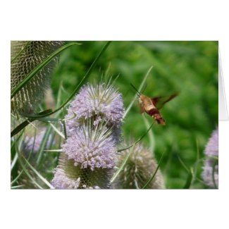 Hummingbird Moth card