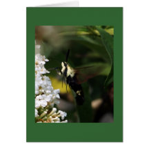 Hummingbird Moth Card