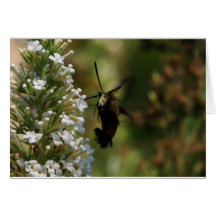 Hummingbird Moth Card