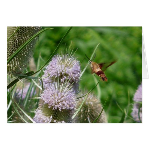 Hummingbird Moth Cards