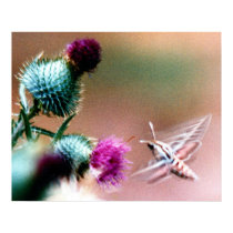 Hummingbird Moth II posters