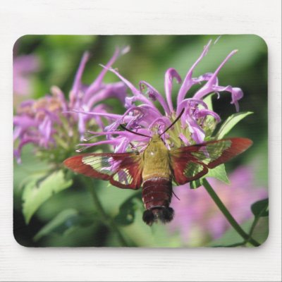 Hummingbird Moth Mousepad by naturegirl7
