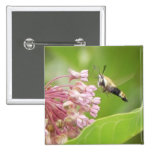 Hummingbird Moth on Milkweed Flowers Pins
