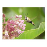 Hummingbird Moth on Milkweed Flowers Postcards