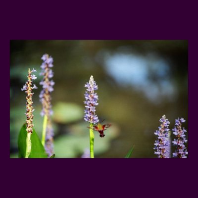 Hummingbird Moth on Pickerel-weed Posters by naturegirl7