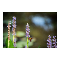 Hummingbird Moth on Pickerel-weed posters