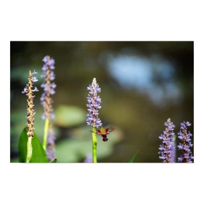 Hummingbird Moth on Pickerel-weed Posters by naturegirl7