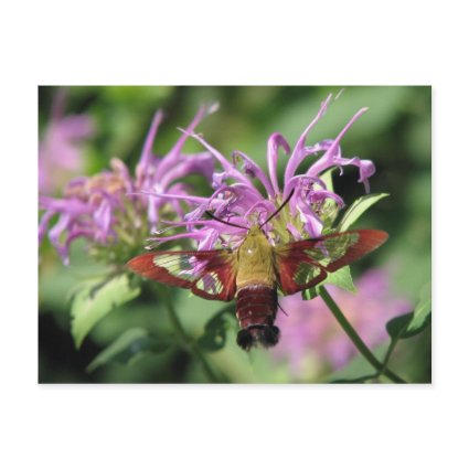 Hummingbird Moth Postcard postcard