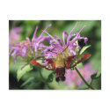 Hummingbird Moth Postcard
