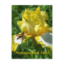 HUMMINGBIRD MOTH postcards