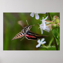 Hummingbird Moth Print