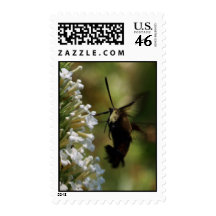 Hummingbird Moth Stamp