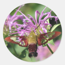 Hummingbird Moth Sticker
